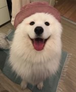 薩摩亞，求好心人領(lǐng)養(yǎng)